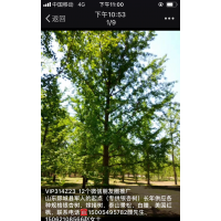 山東省郯城縣大量出售各種規格銀杏樹