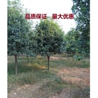 福建精品地徑5公分桂花 樹苗木 價格優惠