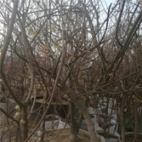 產地5公分臘梅樹的價格