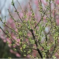 地徑8公分綠梅樹的價格是270元，大量現貨