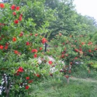 低價(jià)、優(yōu)質(zhì)的花石榴基地，大量貨源