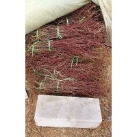 基地直供質優量大四季玫瑰苗耐寒耐旱耐鹽堿