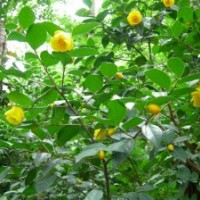 供應1-10公分金花茶價格20元，廣西貨源