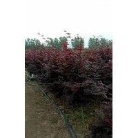 紅楓產地直銷