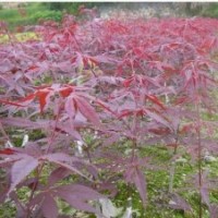 供應(yīng)雞爪槭7公分到24公分紅楓8到18公分