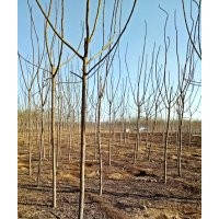 河北省保定市5公分火炬樹價格