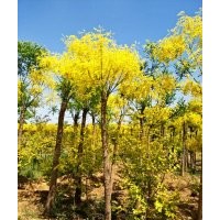 河北省保定市9公分金葉槐價格