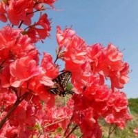 供應映山紅