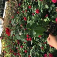 紅色達芬奇