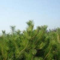 山西油松，2米油松，2米5油松