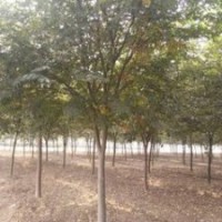 湖南15公分櫸樹價格 25公分櫸樹供應(yīng)