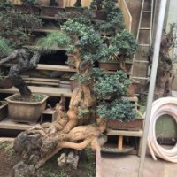 出售黃楊樹樁