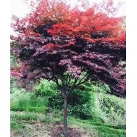 紅楓