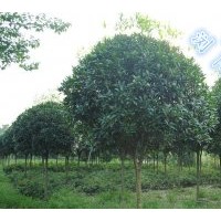 瀏陽征收低價處理桂花、桂花低價打包帶走