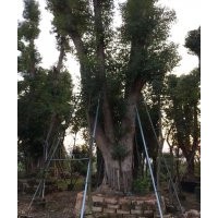 長期供應各種規格移植香樟