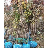 供應叢生黃櫨1.5米高 2米高