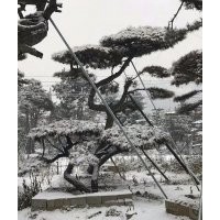 供應造型油松