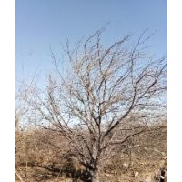 八棱海棠樹2019春季報價