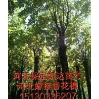 河北保定博野香花槐的價格低了