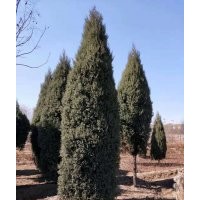 主營：柏樹，望都塔檜，迎春，紅瑞木，大葉黃楊，連翹，丁香，金