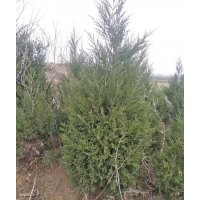 苗圃直售供應優質塔柏龍柏，樹型優美，交通便利，歡迎電詢