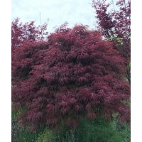 紅羽毛楓