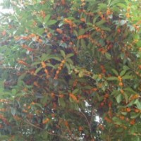 湖南丹桂，芙蓉花，紫薇，迎春，茶花，月季，造型羅漢松