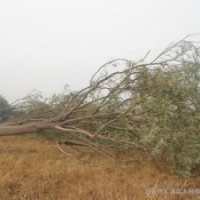 目前叢生10公分25公分30公分構(gòu)樹(shù)報(bào)價(jià)