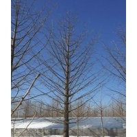 銀杏樹處理