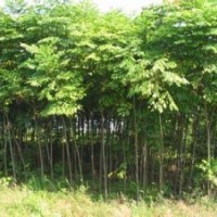 河南5公分重陽木報價，精品重陽木出售