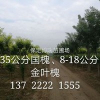 8公分國槐價格，10公分五角楓報價，6公分黃金槐多少錢