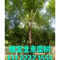 欒樹價格，杜仲報價，五角楓基地，河北元寶楓
