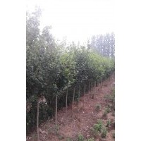 出售木槿3-4公分，量大，手機號15966192988