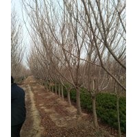 常年供應櫻花