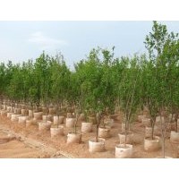 花石榴基地常年銷售大小規格樹苗，提供技術指導