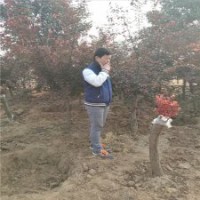 精品8公分美人梅，批發價格240元，量多優惠