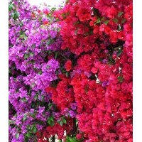 大量供應(yīng)各種規(guī)格三角梅，葉子花，大紅花，紫花