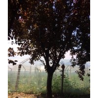 長期供應各種綠植苗木櫻花,黑松,染井吉野