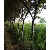 種植家庭農場紫葉李5至8,紅葉李5至8,西服海堂5至8