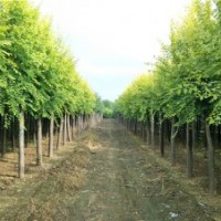 金葉榆_金葉榆價格_金葉榆圖片