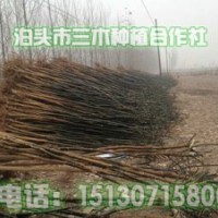 國槐樹苗