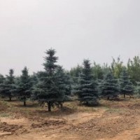 科羅拉多藍杉
