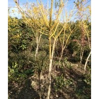 直供花灌木、球形植物、樟樹