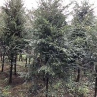 低價處理桂花、紅豆杉