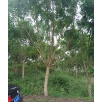 出售藍花，15公分到25公分的