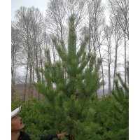 出售內蒙古赤峰市克什克騰旗樹苗:定植云杉30杯 1出售內蒙古赤峰
