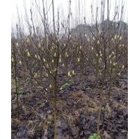 供應大規格雞爪槭紅楓海棠桂花紅梅櫻花垂絲羽毛楓