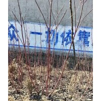 紅瑞木，大葉黃楊，連翹，丁香，金葉女貞，小葉黃楊，金葉榆，北
