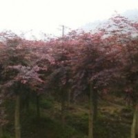 現在8公分美國紅楓報價，精品紅楓基地