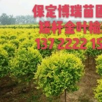 金葉榆基地，合歡價格，法桐報價，河北金葉白蠟